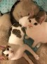 Spotty_Lotti (1)